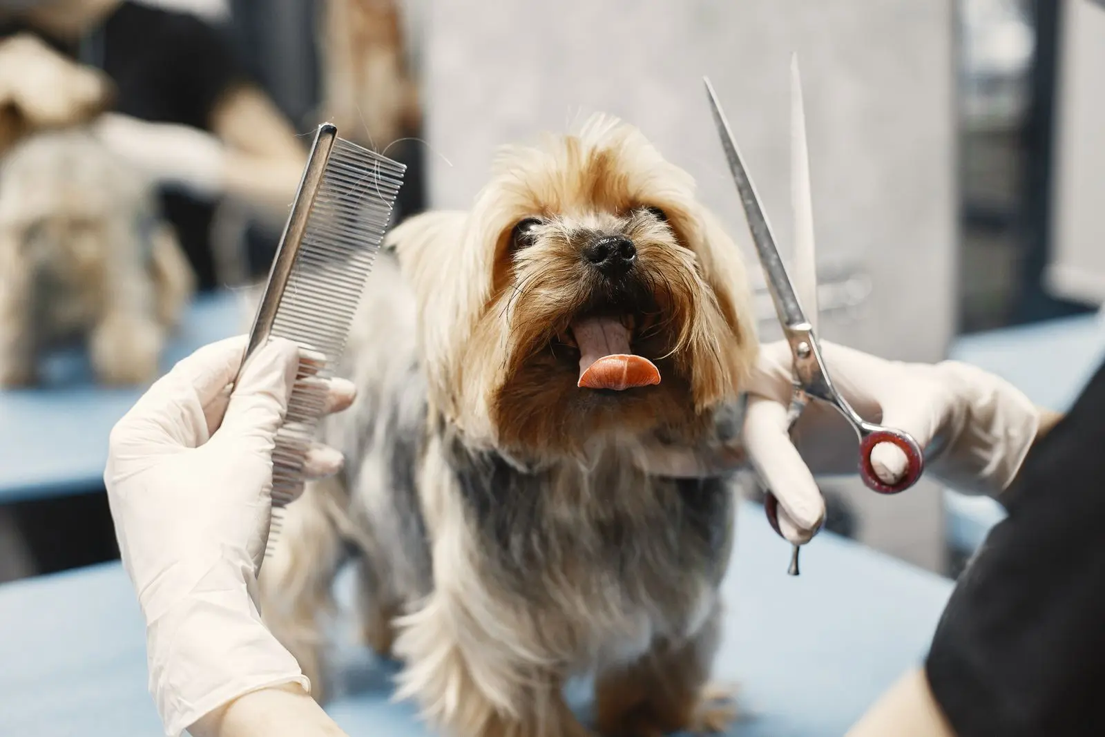 Como fazer o cliente do pet shop voltar para o banho